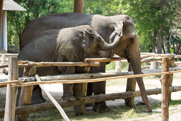 Мать Младенец Слон Воспитывается Киоске Природе Азии Таиланд — стоковое фото