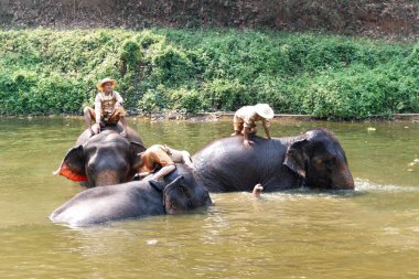 Lampang Tayland 12 Nisan 2018: Tayland fil Koruma Merkezi - Etkinlikler fil banyo fil banyo doğal olarak, soğutma için bir fil banyo gibi