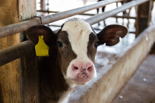 Yakın plan portre genç inek kameraya bakar ve sarı etiketli kulaklar kabinde