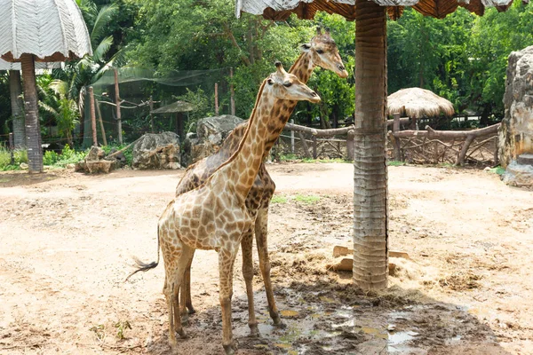 Asya Bangkok Tayland bir hayvanat bahçesi ile ağaç arka plan, bir zürafa yürür.