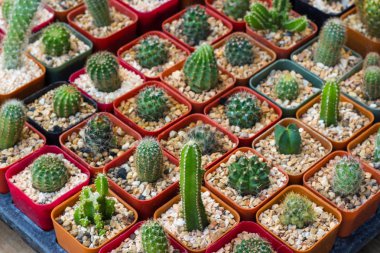 Çeşitli kaktüsler, ev ofisini dekore etmek için uygun.