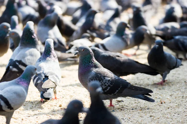 Güvercinler pirinç park Bangkok, kümes hayvanları virüs kavramı yemek.