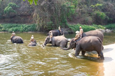 Lampang Tayland 12 Nisan 2018: Tayland fil Koruma Merkezi - Etkinlikler fil banyo fil banyo doğal olarak, soğutma için bir fil banyo gibi