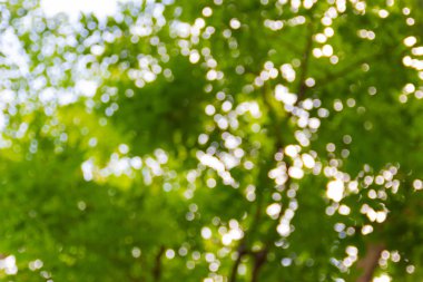 Arkaplan görüntüsü olarak ağaçların arasından ışık saçan doğanın soyut bulanıklığı.