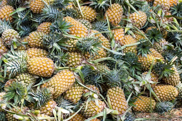 Closeup Spousta Ananasu Trhu Před Prodejem Bangkok Thajsko — Stock fotografie