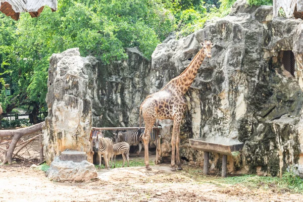 Asya Bangkok Tayland bir hayvanat bahçesi ile ağaç arka plan, bir zürafa yürür.