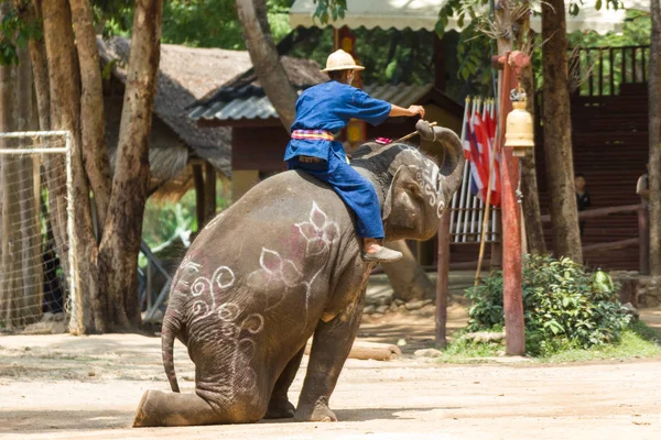 Lampang Tajlandia Kwietnia 2017 Jest Ochrona Centrum Słonie Środowisku Naturalnym — Zdjęcie stockowe