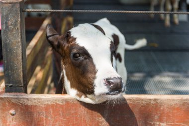 Portre siyah ve beyaz genç inek çiftliğinde