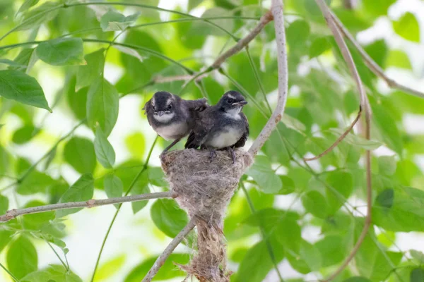 Aile kuş yuva ağaç doğa arka planda üzerinde