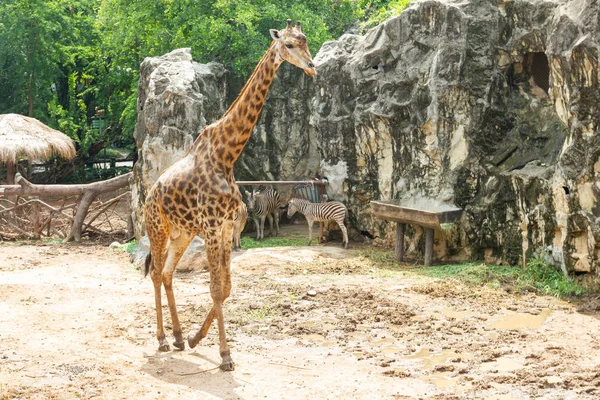 Asya Bangkok Tayland bir hayvanat bahçesi ile ağaç arka plan, bir zürafa yürür.