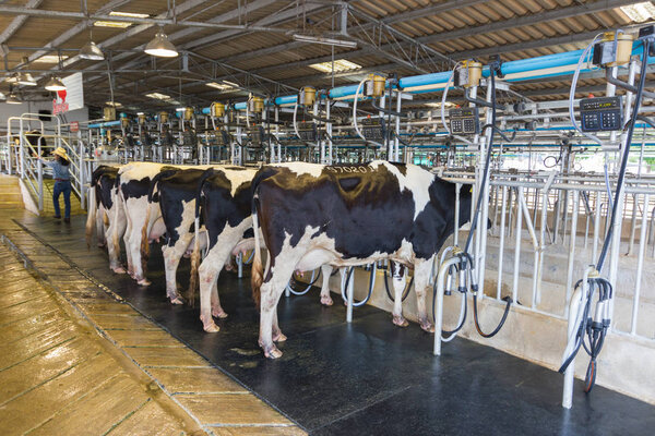 The "Farm Chokchai Camp " Thailand - November 20, 2015: Cow milking facility, Milking the cow with milking machine 