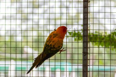 Güzel sarı ve turuncu bir papağan bir kafes Park Bangkok Tayland.  