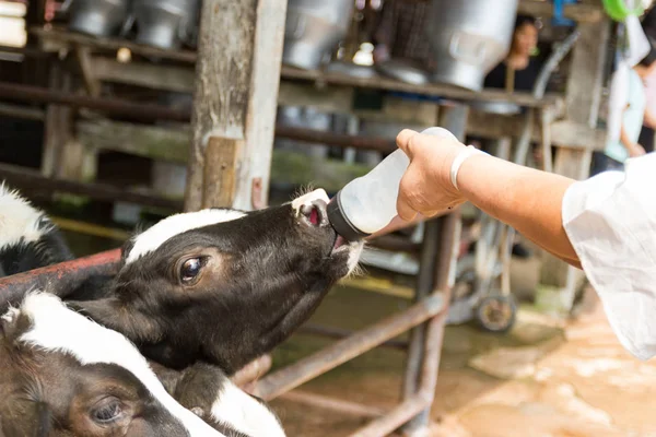 Primer Plano Bebé Vaca Alimentación Biberón Leche Mano Hombre Tailandia — Foto de Stock