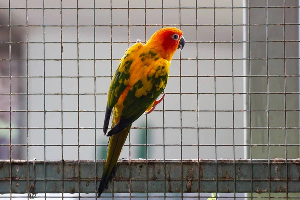 Όμορφη Κίτρινη Και Μια Πορτοκαλί Παπαγάλος Ένα Κλουβί Στο Πάρκο — Φωτογραφία Αρχείου
