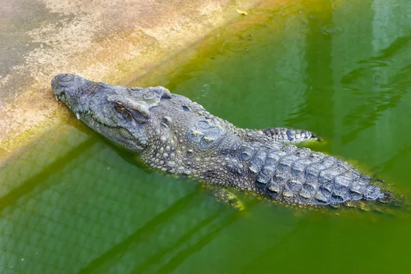 Grande Crocodilo Fazenda Bangkok Tailândia — Fotografia de Stock