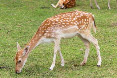 Geyik Star gruptaki Bangkok Tayland. 