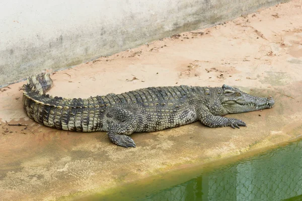 Fazenda Crocodilo Tailândia — Fotografia de Stock