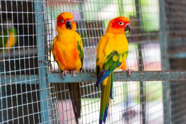 Güzel sarı ve turuncu bir papağan bir kafes Park Bangkok Tayland.  