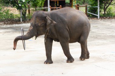 Fil gösterisi, fil hula hoop Asya Tayland çalış.