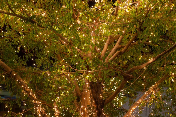 Decorative outdoor string lights hanging on tree in the garden at night time - decorative christmas lights - happy new year