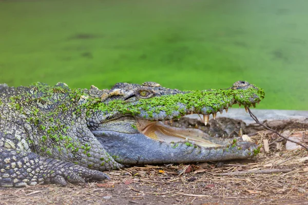 Thailand Crocodile Mouth Open Farm Bangkok Thailand — Stock Photo, Image