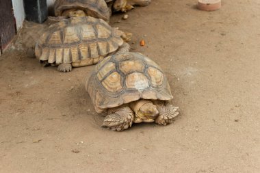 Kaplumbağa karada Park Asya Tayland.