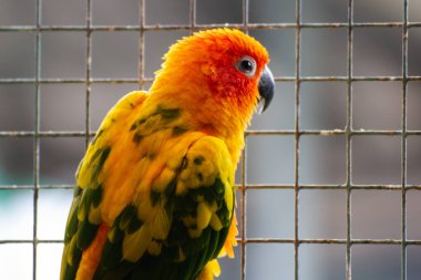 Güzel sarı ve turuncu bir papağan bir kafes Park Bangkok Tayland.  