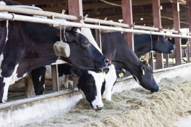 İnekler bir çiftlik ve saman cowshed süt çiftlikte yiyerek inek sürüsü