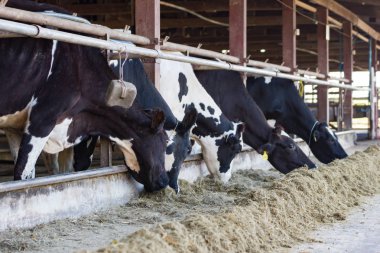 İnekler bir çiftlik ve saman cowshed süt çiftlikte yiyerek inek sürüsü