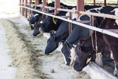 İnekler bir çiftlik ve saman cowshed süt çiftlikte yiyerek inek sürüsü