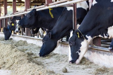İnekler bir çiftlik ve saman cowshed süt çiftlikte yiyerek inek sürüsü
