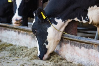 İnekler bir çiftlik ve saman cowshed süt çiftlikte yiyerek inek sürüsü