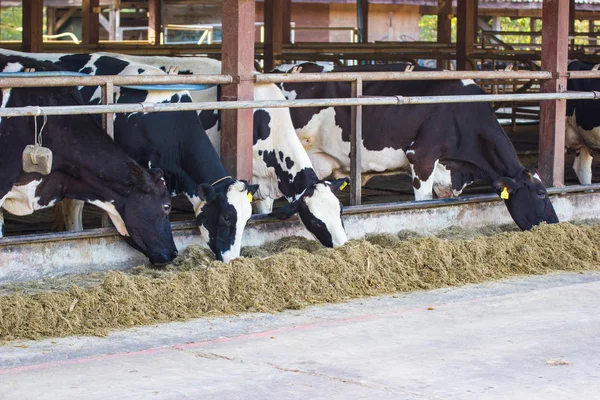 Vacas Una Granja Rebaño Vacas Que Comen Heno Establo Granja —  Fotos de Stock