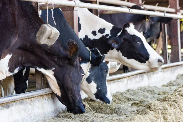 Vacas Una Granja Rebaño Vacas Que Comen Heno Establo Granja —  Fotos de Stock