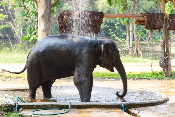 Farmę Słoni Lampang Tajlandia Słoniątko Zabawy Wodzie — Zdjęcie stockowe