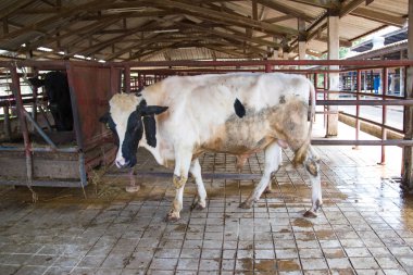 Bir cowshed inek sütü Asya Tayland üretmek endüstriyel tarım için süt inekleri.