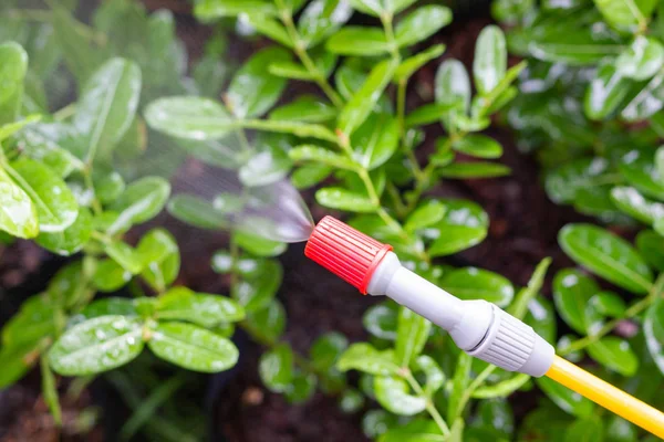Garden sprayer with water or plant protection products such as pesticides against diseases spraying the leaves of trees against pests