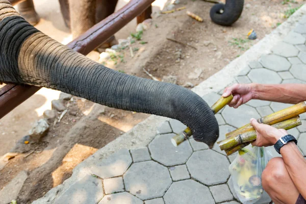 Закрыть Туризм Кормление Тростью Стволу Голодного Слона Парке — стоковое фото