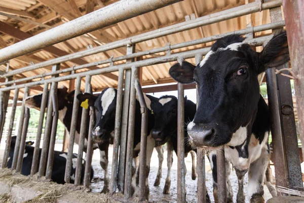 Vacas Una Granja Rebaño Vacas Que Comen Heno Establo Granja —  Fotos de Stock