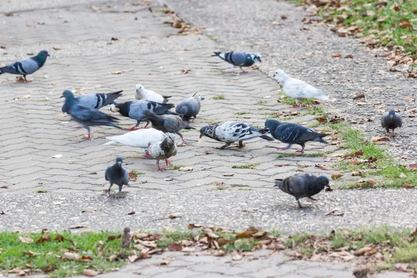 Pigeons Eat Rice Park Bangkok Poultry Virus Concept — Stock Photo, Image