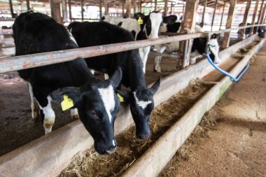 Bir cowshed inek sütü Asya Tayland üretmek endüstriyel tarım için süt inekleri.