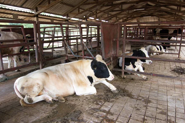 Vacas Lecheras Establo Para Agricultura Industrial Para Producir Leche Vaca —  Fotos de Stock