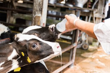 Portre - bebek inek süt biberon el ile üzerinde Tayland adam yetiştirme çiftliği.