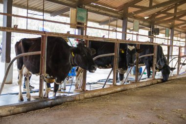 İnekler bir çiftlik ve saman cowshed süt çiftlikte yiyerek inek sürüsü