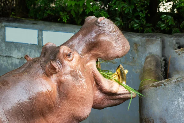 Flusspferd Öffnet Maul Nahrung Zoo Erhalten Bangkok Thailand — Stockfoto