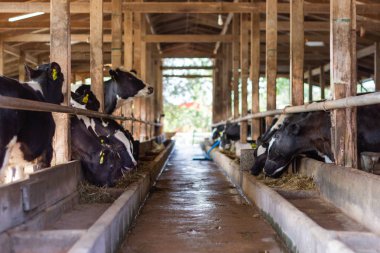 İnekler bir çiftlik ve saman cowshed süt çiftlikte yiyerek inek sürüsü
