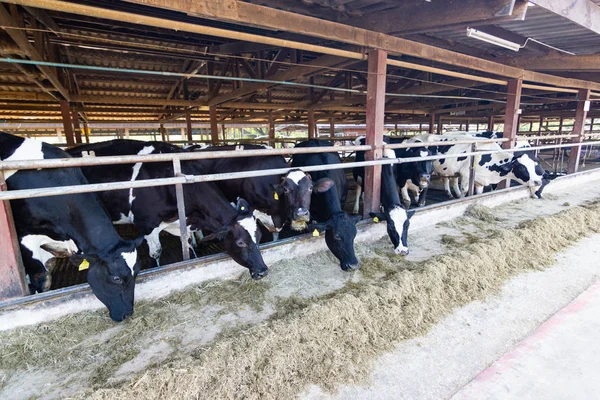 Vacas Una Granja Rebaño Vacas Que Comen Heno Establo Granja —  Fotos de Stock