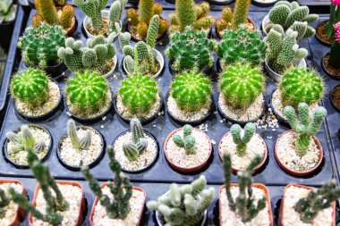 Çeşitli kaktüsler, ev ofisini dekore etmek için uygun.