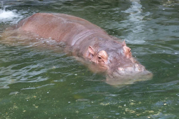 Nijlpaard Het Water Zoo Bangkok Thailand — Stockfoto