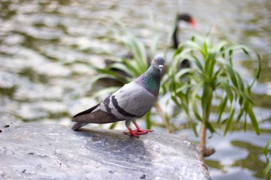 Kuş güvercin, kavram insan vücuduna güvercinler tehlikesi
